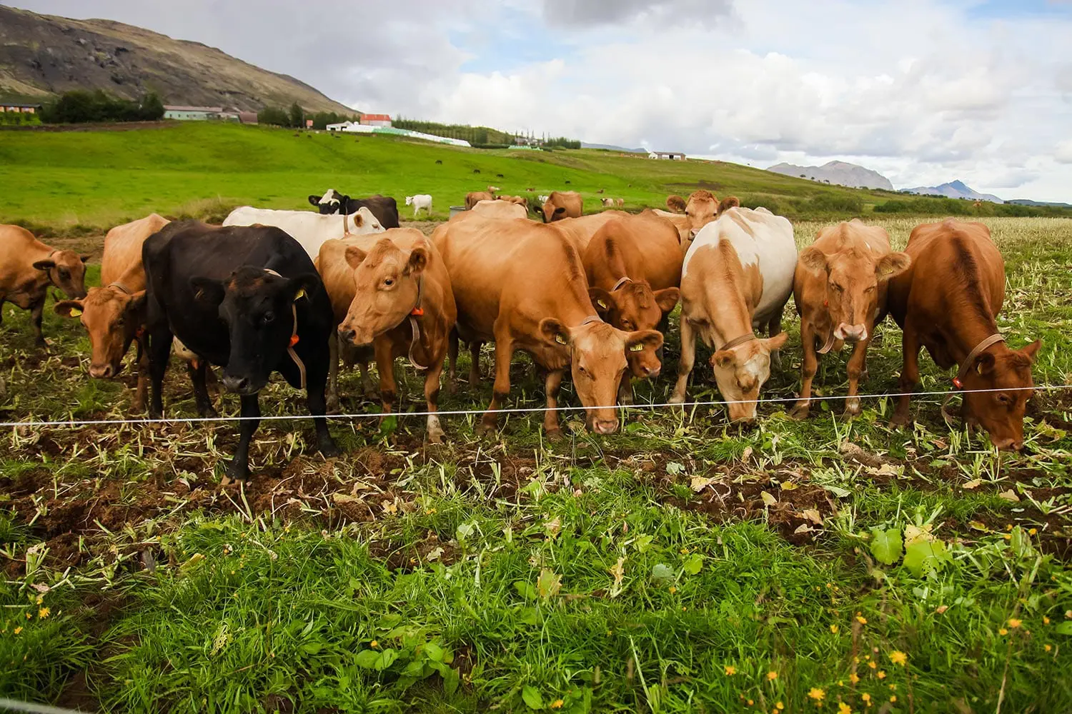 Local Farm Visit